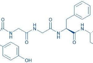 Leu-Enkephalin