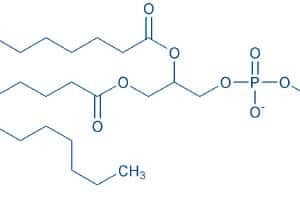 1,2-Dipalmitoyl-rac-glycero-3-phosphocholine