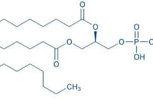 1,2-Dipalmitoyl-sn-glycero-3-phosphoethanolamine