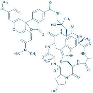 ((R)-4-Hydroxy-4-methyl-Orn(5-TAMRA)⁷)-Phalloidin