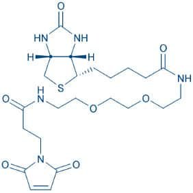 Biotinyl-PEG2-maleimide